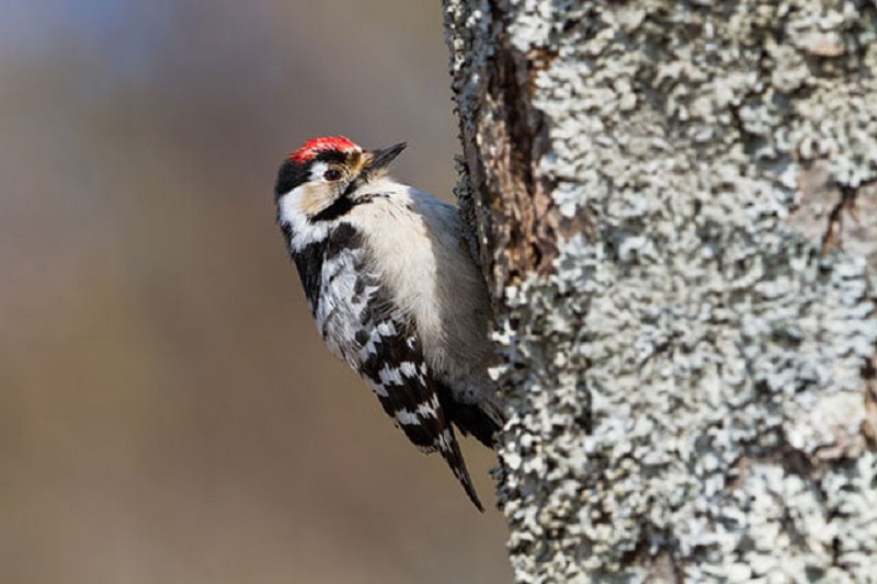 The Greater Spotted Woodpecker A Master of the Trees