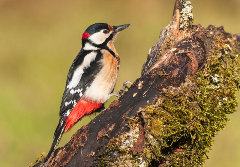 The Greater Spotted Woodpecker A Master of the Trees