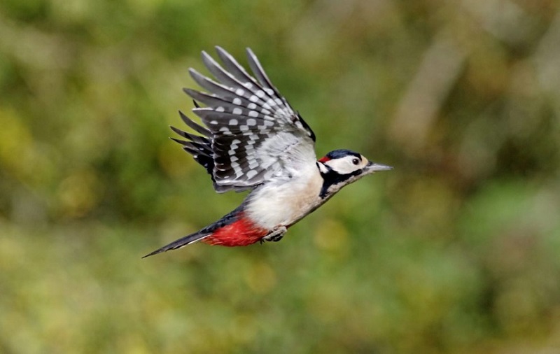 The Greater Spotted Woodpecker A Master of the Trees
